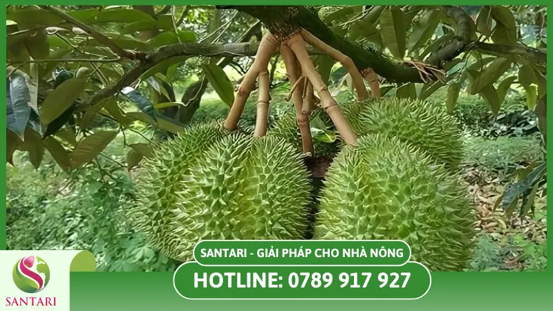 Xử lý sầu riêng trái vụ từ santari