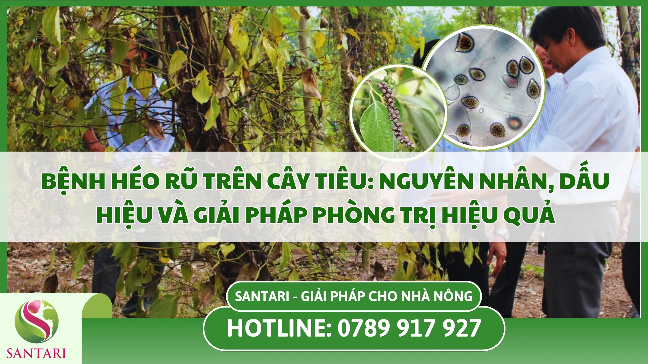 Bệnh Héo Rũ Trên Cây Tiêu: Nguyên Nhân, Dấu Hiệu Và Giải Pháp Phòng Trị Hiệu Quả 
