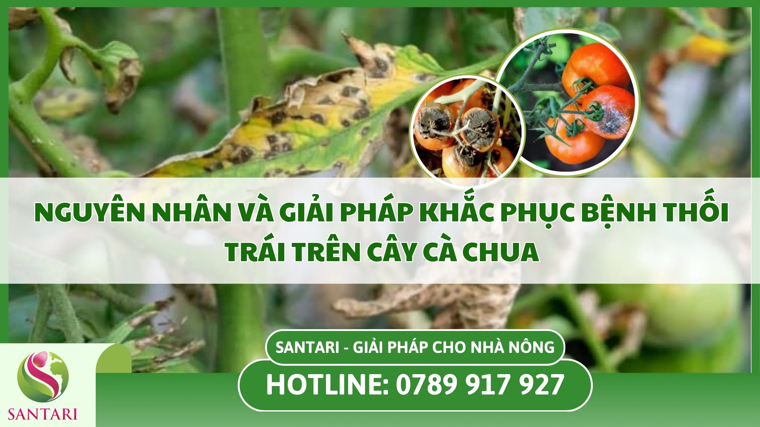 Nguyên Nhân và Giải Pháp Khắc Phục Bệnh Thối Trái Trên Cây Cà Chua