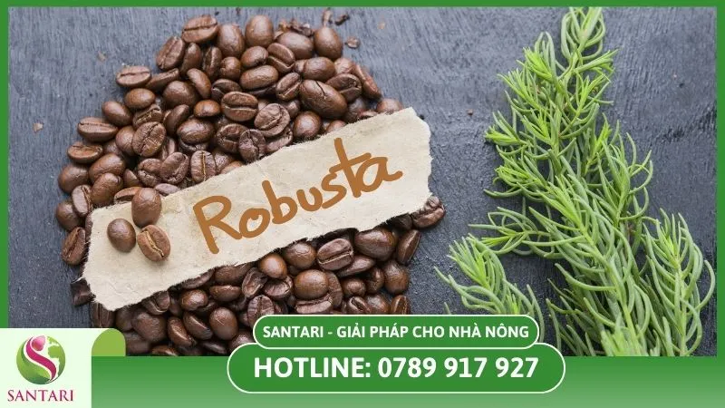 Giống cà phê Robusta kháng bệnh