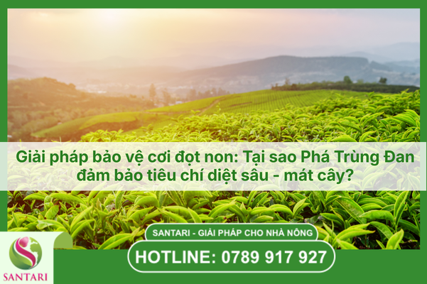 Giải pháp bảo vệ cơi đọt non: Tại sao Phá Trùng Đan đảm bảo tiêu chí diệt sâu - mát cây?