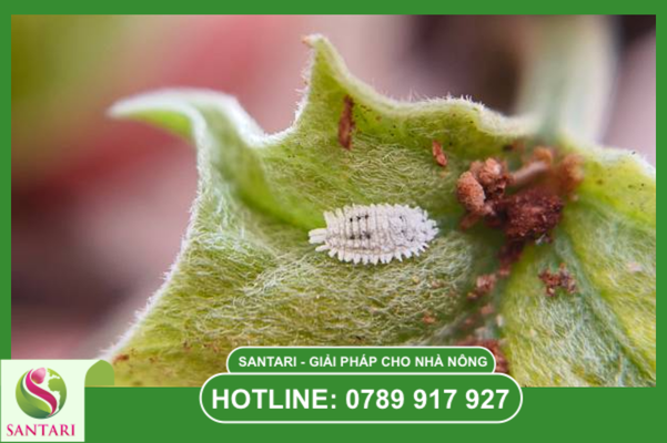 Câu hỏi thường gặp 