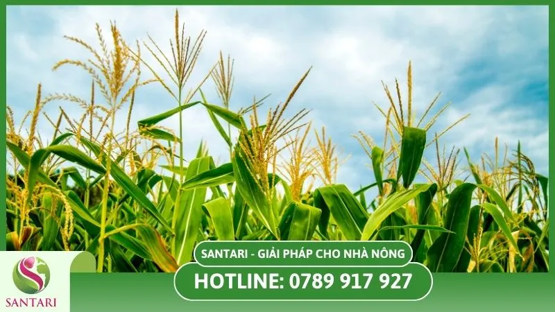 Thời gian trồng bắp