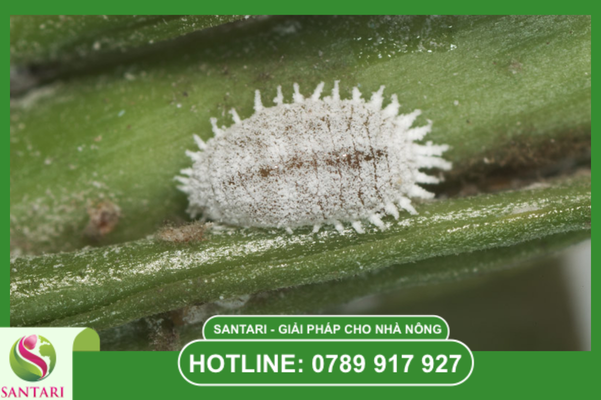 Câu hỏi thường gặp (FAQ)