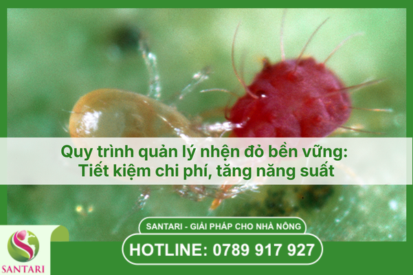 Quy trình quản lý nhện đỏ bền vững: Tiết kiệm chi phí, tăng năng suất