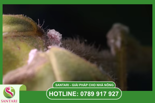 Tại sao thuốc dạng EC lại là "khắc tinh" của rệp sáp?