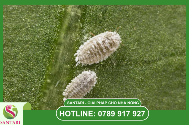 Câu hỏi thường gặp (FAQ)