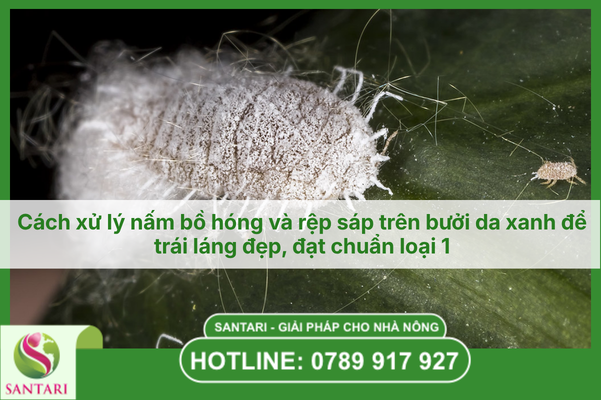 Cách xử lý nấm bồ hóng và rệp sáp trên bưởi da xanh để trái láng đẹp, đạt chuẩn loại 1