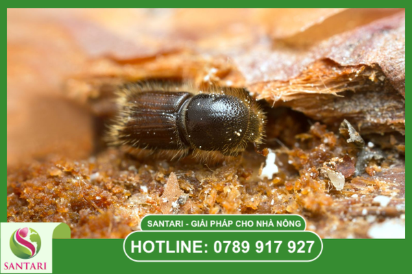 Tại sao sâu đục thân và mọt đục cành lại khó trị dứt điểm?