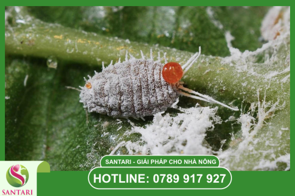 Hiểu về rệp sáp Pseudococcidae: Kẻ thù của trái non sầu riêng