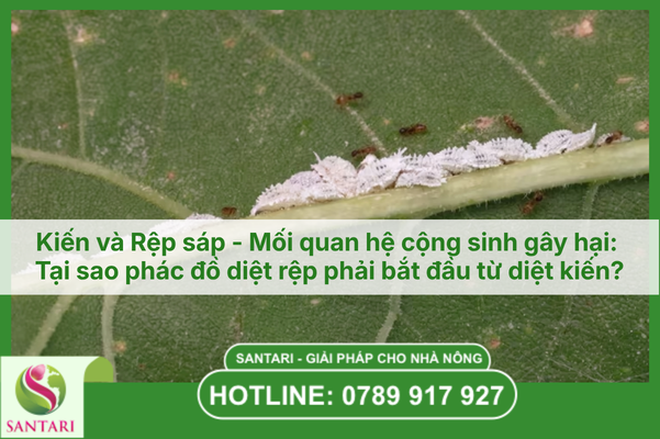 Kiến và Rệp sáp - Mối quan hệ cộng sinh gây hại