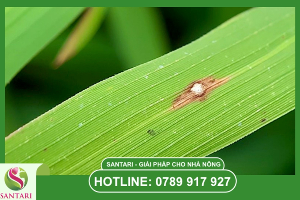 FAQ – Câu hỏi thường gặp về đạo ôn lúa