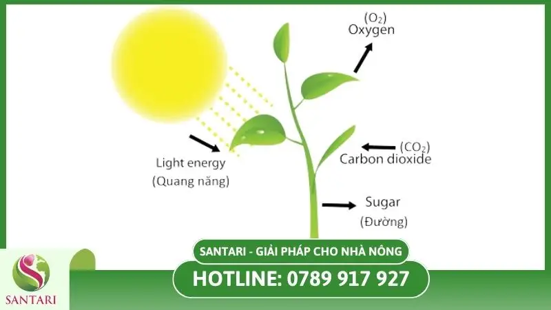 Bệnh đốm lá trên cây sầu riêng ảnh hưởng đến quá trình quang hợp của cây