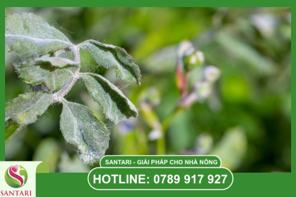 Bệnh phấn trắng là gì? Kẻ ký sinh chuyên tính