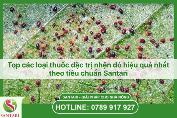 Top các loại thuốc đặc trị nhện đỏ hiệu quả nhất theo tiêu chuẩn Santari