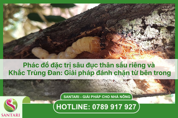 Phác đồ đặc trị sâu đục thân sầu riêng bằng Khắc Trùng Đan