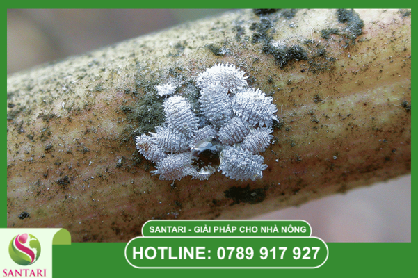 Tại sao phải phòng ngừa rệp sáp sớm ngay giai đoạn kích hoa?