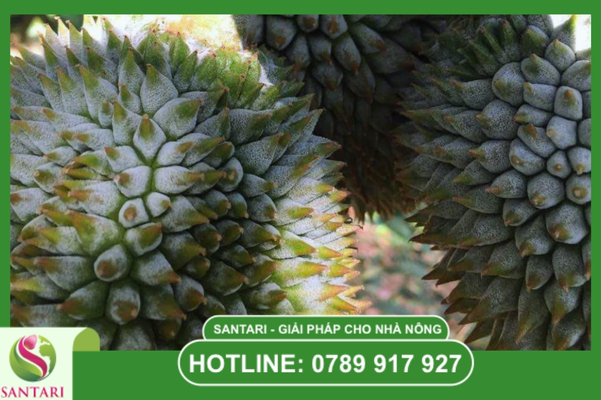 Dấu hiệu nhận biết đặc trưng của bệnh phấn trắng