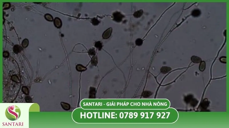 Nấm Phytophthora