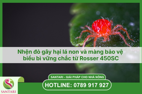 Nhện đỏ gây hại lá non và màng bảo vệ biểu bì vững chắc từ Rosser 450SC