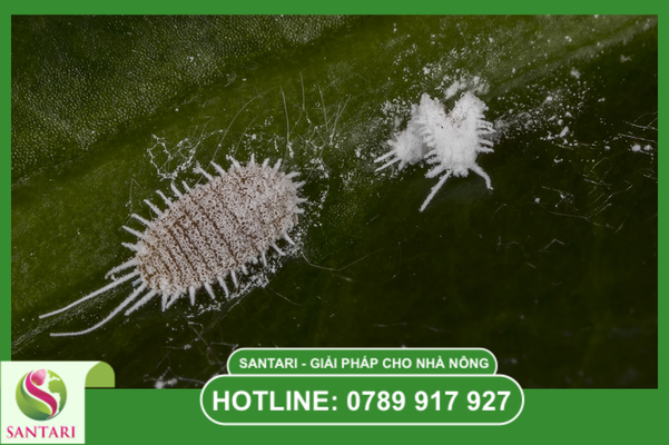 Câu hỏi thường gặp (FAQ)