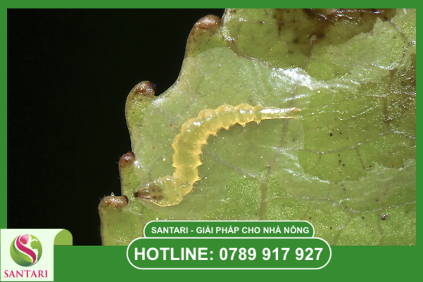 Câu hỏi thường gặp