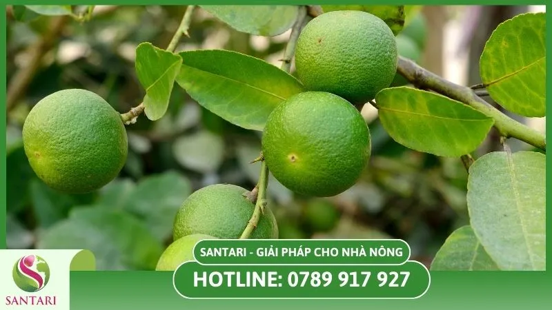 Chăm sóc cây chanh
