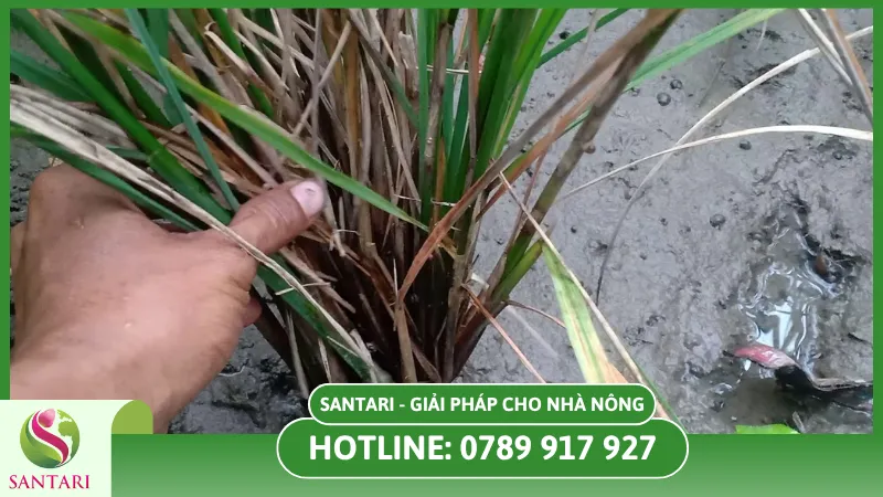 Tác hại của bệnh thối thân lúa đối với sản xuất