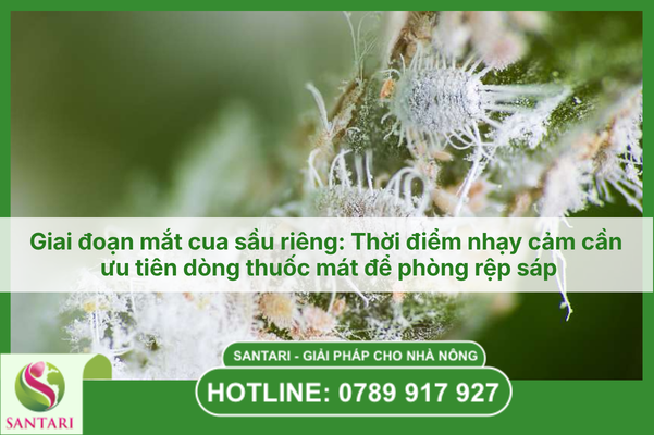 Giai đoạn mắt cua sầu riêng: Thời điểm nhạy cảm cần ưu tiên dòng thuốc mát để phòng rệp sáp