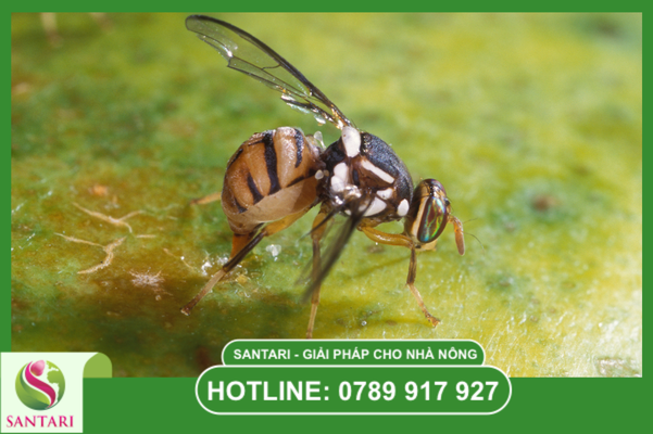 Quy trình SOP luân phiên mẫu theo giai đoạn phát triển trái