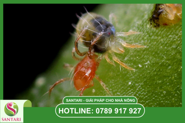 thuốc đặc trị nhện đỏ theo cơ chế tác động 