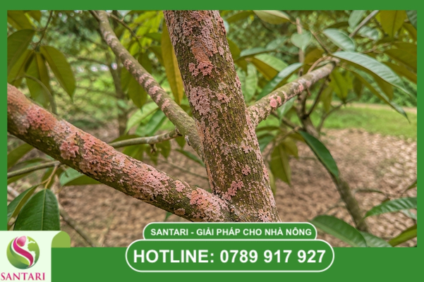 Giải pháp phòng trừ chiến lược từ hệ thống Santari