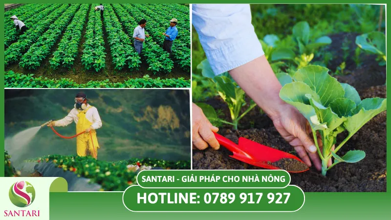 Kỹ thuật gieo trồng luân canh trong mùa khô