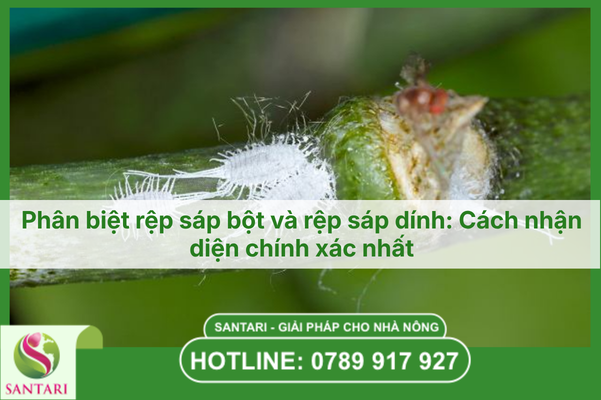 Phân biệt rệp sáp bột và rệp sáp dính: Cách nhận diện chính xác nhất