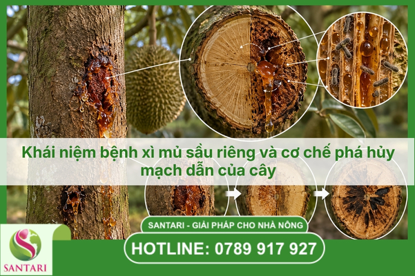 Khái niệm bệnh xì mủ sầu riêng và cơ chế phá hủy mạch dẫn của cây