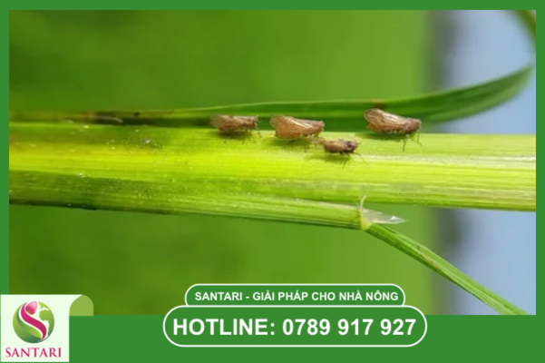 Câu hỏi thường gặp