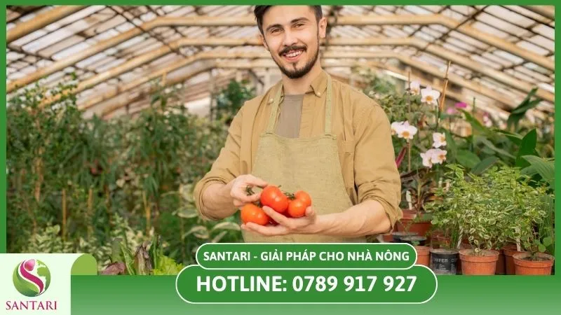 Kinh nghiệm thực tế khi trồng cà chua