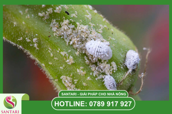 Kỹ thuật "Truy quét" rệp sáp hiệu quả chuẩn Santari