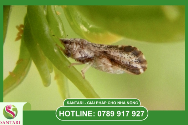FAQ – Giải đáp thắc mắc về rầy chổng cánh