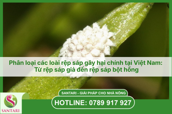 Phân loại các loài rệp sáp gây hại chính tại Việt Nam