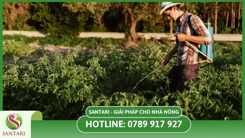 Phân bón lá ngừa bệnh đốm lá trên cây sầu riêng