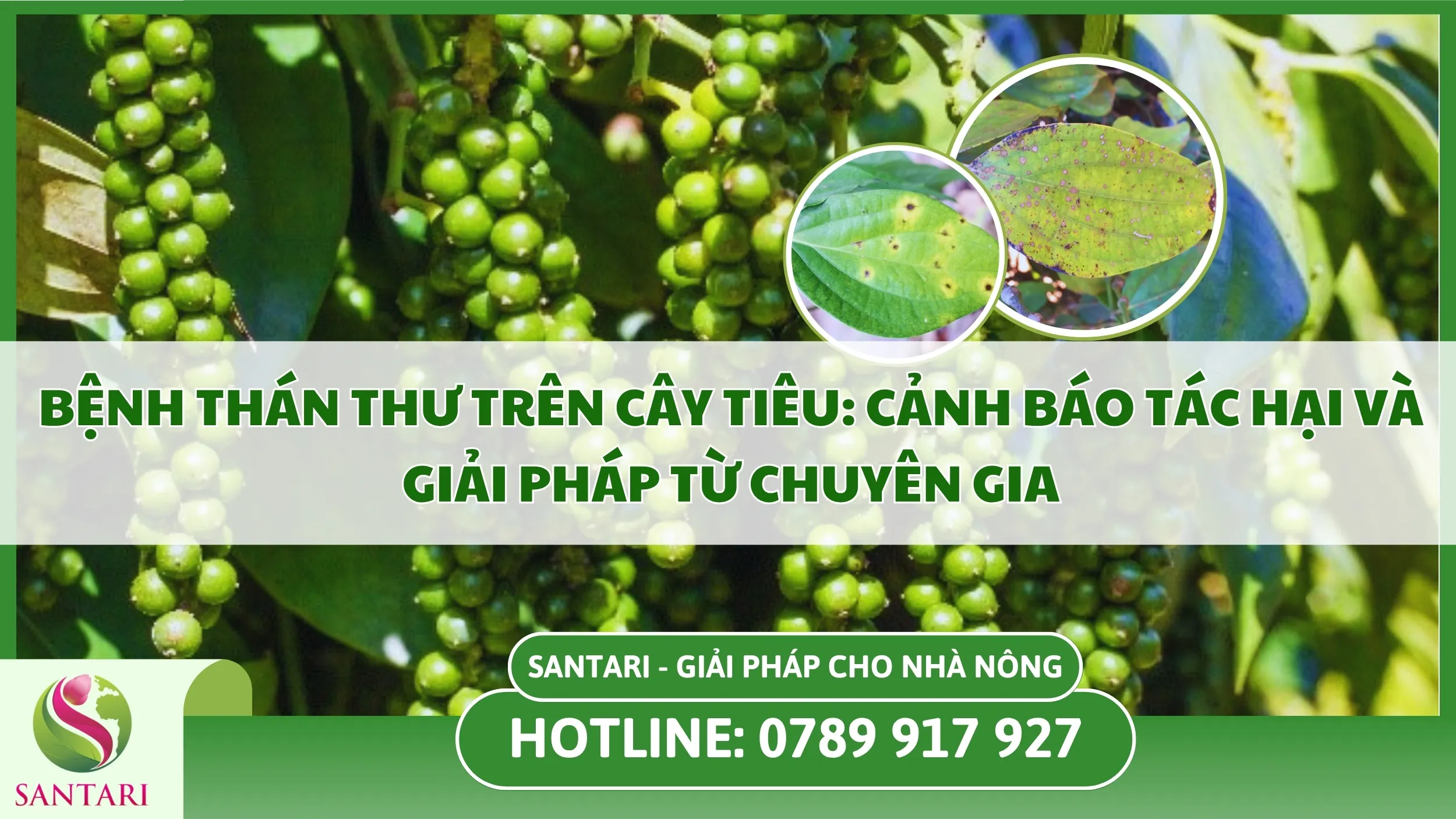 Bệnh Thán Thư Trên Cây Tiêu: Cảnh Báo Tác Hại Và Giải Pháp Từ Chuyên Gia