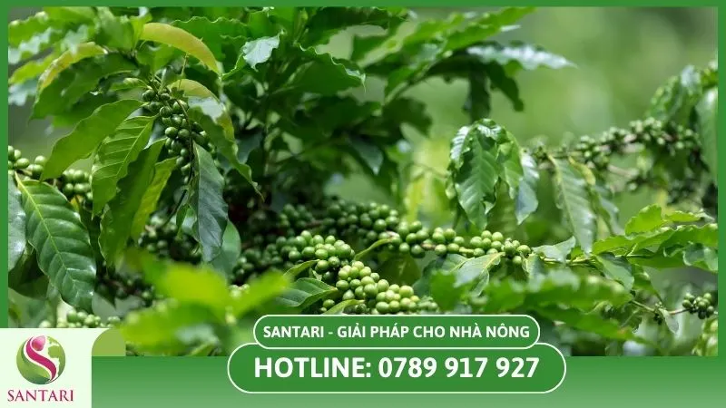 Cây cà phê bị rụng trái non