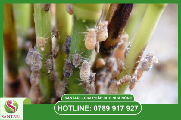 Câu hỏi thường gặ