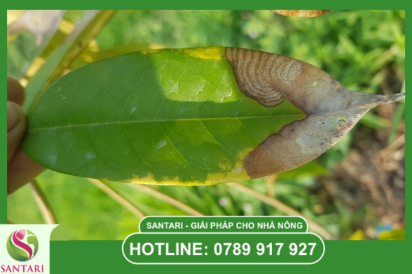 Bệnh thán thư sầu riêng là gì?