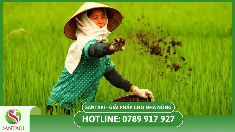 Phòng ngừa bệnh thối thân ở lúa theo Santari
