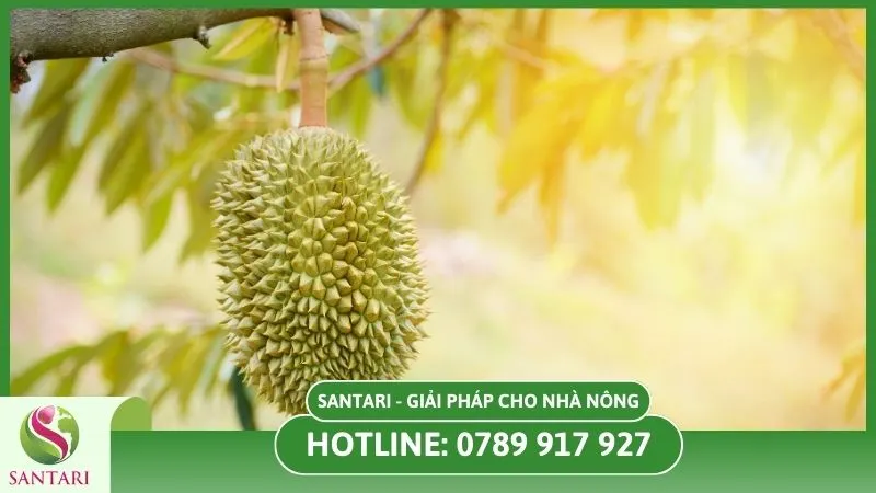 Đảm bảo ánh sáng đầy đủ