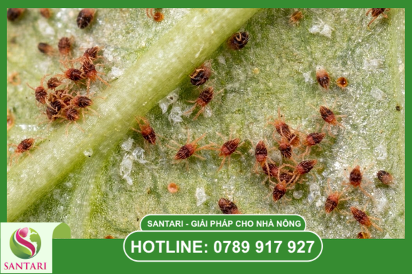 Ưu điểm và Hiệu quả Kinh tế vượt trội