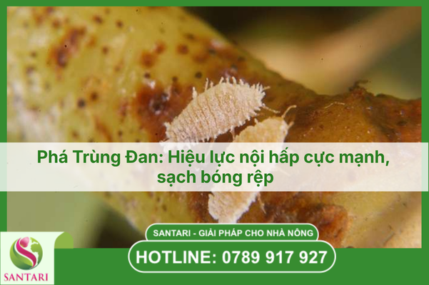 Phá Trùng Đan: Hiệu lực nội hấp cực mạnh, sạch bóng rệp